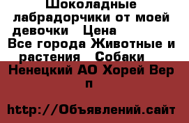 Шоколадные лабрадорчики от моей девочки › Цена ­ 25 000 - Все города Животные и растения » Собаки   . Ненецкий АО,Хорей-Вер п.
